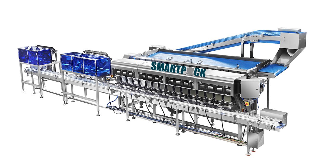 automated blueberry clamshell packaging line